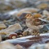 Jespak morsky - Calidris maritima - Purple Sandpiper 2233